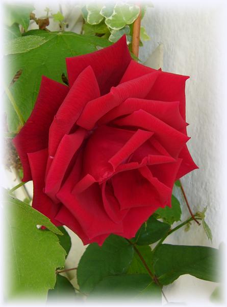 Růže balkonová